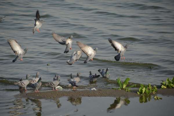 beautiful pics of pigeon in anasagar lake