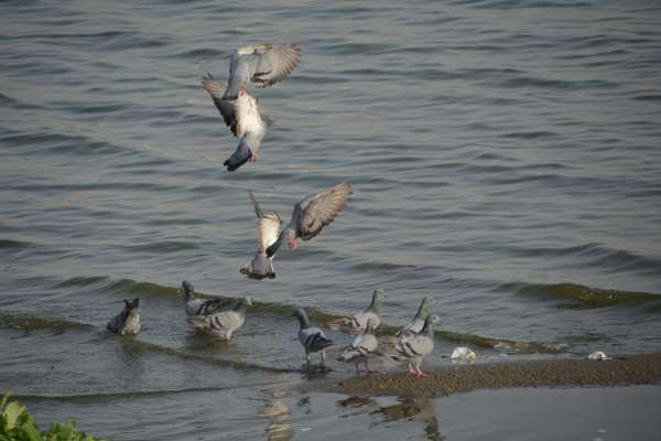 beautiful pics of pigeon in anasagar lake
