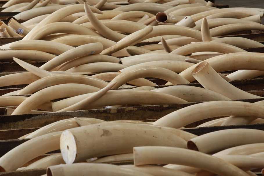 The truth of the ivory statue will come out