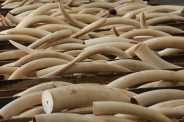 The truth of the ivory statue will come out