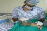 lion cubs death in jodhpurlion cubs death in jodhpur