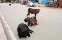 Video Gallery : सड़क पर मवेशियों का कब्जा, इस तरह से जान बचाकर निकल रहे हैं वाहन चालक