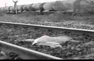 Alwar : cousin brother sister's suicide
