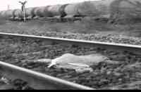 Alwar : cousin brother sister's suicide