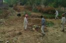 bear come in village