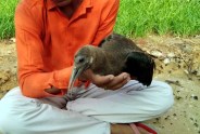 Rare species bird found in injured condition
