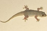 Lizard 