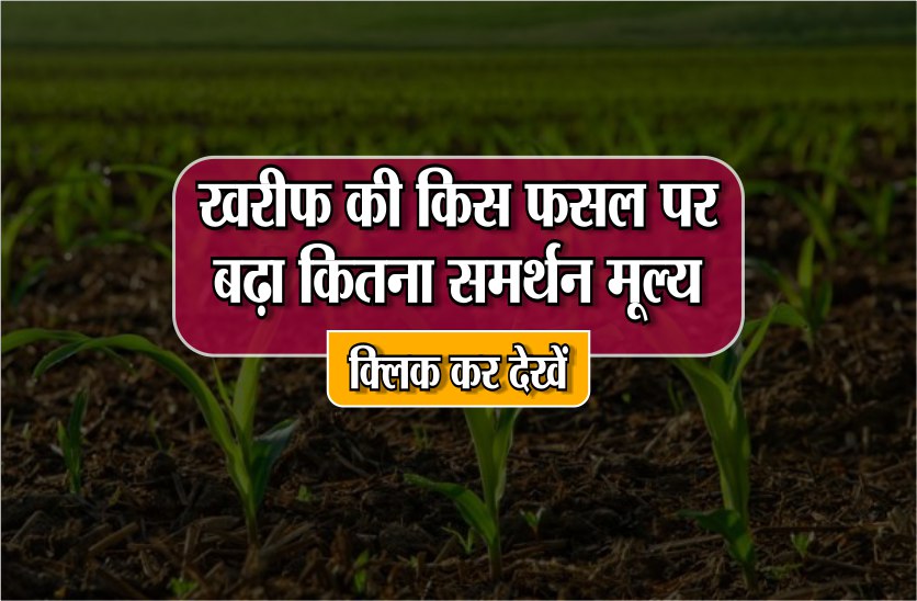 सरकार का बड़ा फैसला,खरीफ की इन 14 फसलों पर बढ़ाया गया समर्थन मूल्य, किसानों की खुशी
