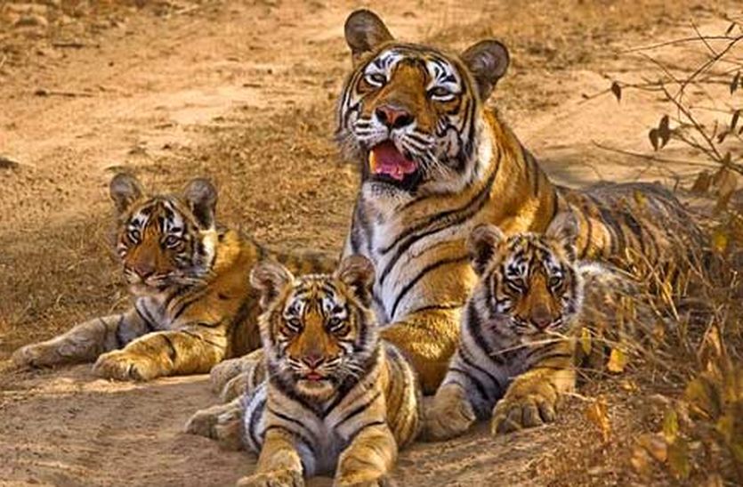 Danger on tiger in sariska tiger reserve