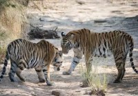 Smart patrolling in Dudhwa National Park Lakhimpur Kheri UP news