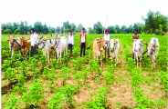 Disclosed in the Department of Agriculture in bhilwara