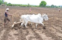 ashoknagar, ashoknagar patrika, patrika news, patrika bhopal, bhopal mp, kisaan, state bank, sbi, ashoknagar state bank, loot, theft, theft in ashoknagar, 