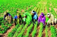 kisan 