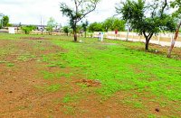 rajgarh, rajgarh news, rajgarh patrika, patrika news, patrika bhopal, patrika mp, tree, save tree, enviroment, plant, paudha, greenry festival, yashodhraraje sindhiya, 