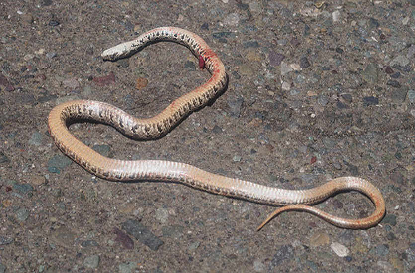 Dead snake