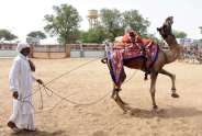 35th Foundation Day of Camel Research Center