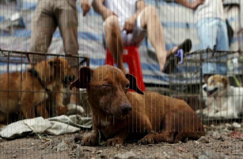 Dog meat festival