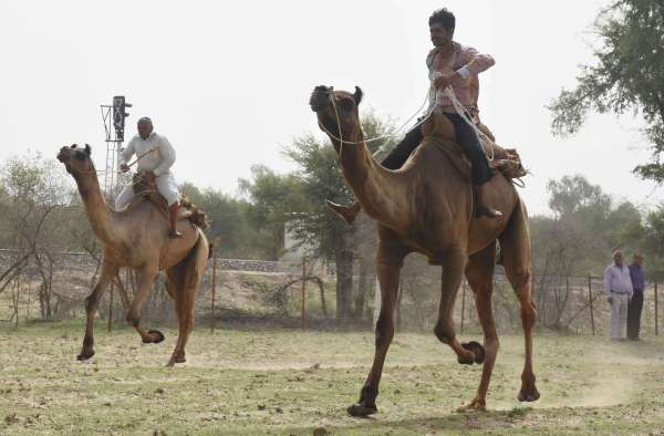 35th Foundation Day of Camel Research Center