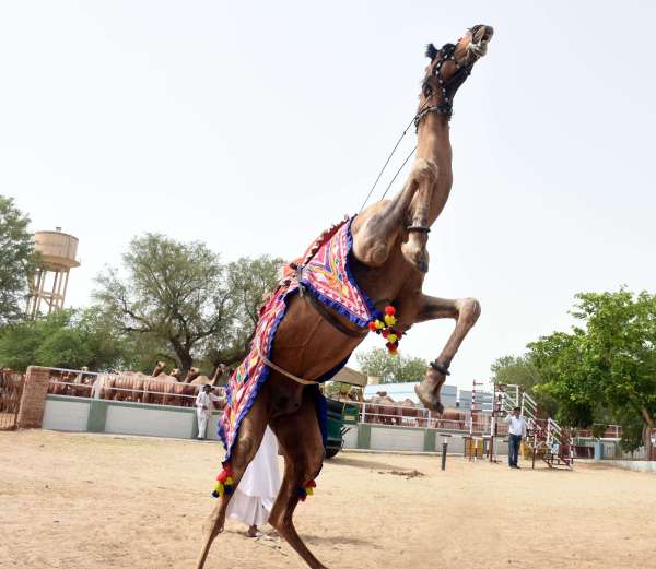 35th Foundation Day of Camel Research Center
