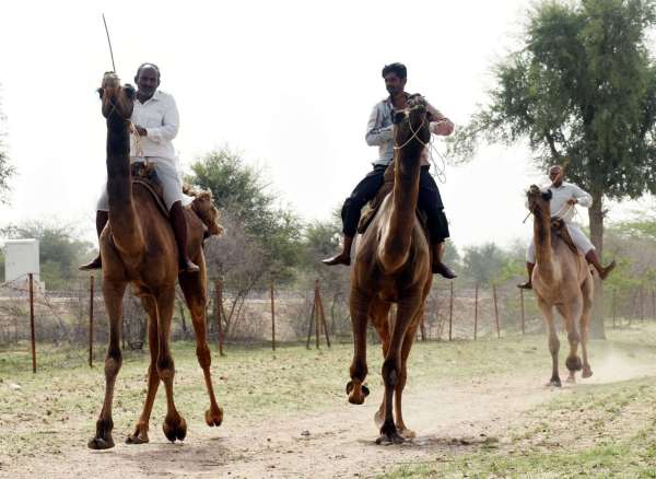 35th Foundation Day of Camel Research Center