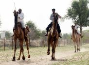 Foundation Day of Camel Research Center