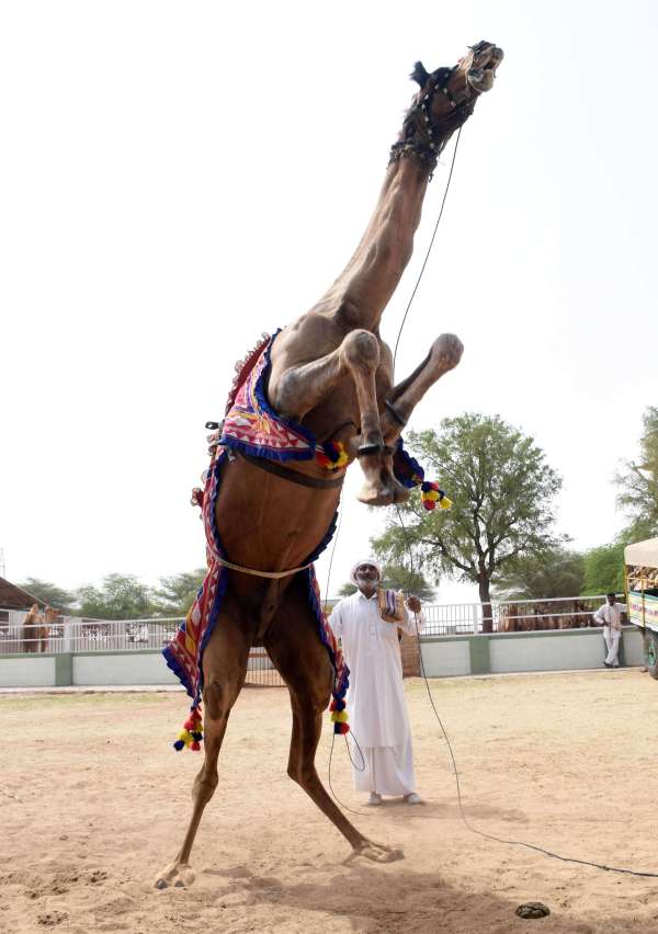 35th Foundation Day of Camel Research Center