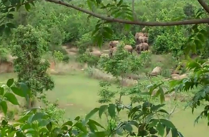 Video Gallery : कोरकोमा के आमाडांड के पास इस तरह देखा गया हाथियों का झुण्ड, जरा आप भी देखिए इस नजारे को…