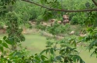 Video Gallery : कोरकोमा के आमाडांड के पास इस तरह देखा गया हाथियों का झुण्ड, जरा आप भी देखिए इस नजारे को...