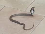 King cobra