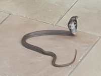 King cobra