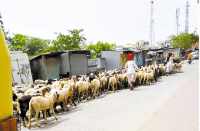 Assemblage of sheep in bhilwara