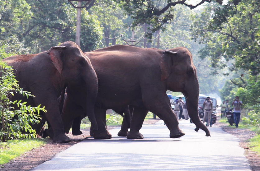 हाथियों को करतला के तीन रेंज के साथ ही आसपास के जंगल पसंद आने लगे हैं।