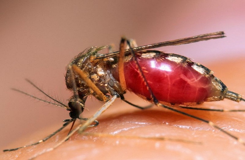 research says mosquitoes have sharp mind