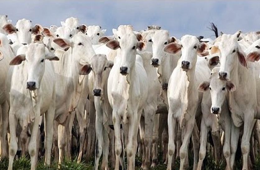 jhunjhunu Veterinary department news