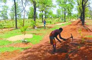 Tree Planting 