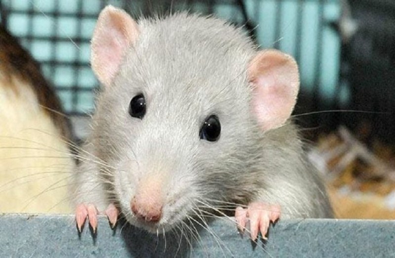 why we feel hunger scientist discovered the related neuron in rats