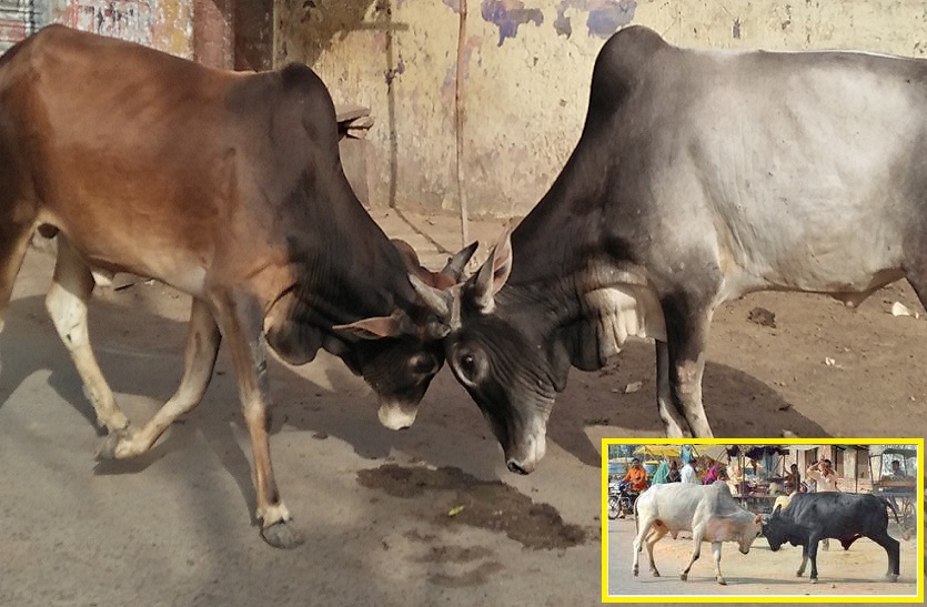 bullfighting cases in rajasthan - breaking news hindi