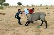 neelgay's head trapped in drum when drink water