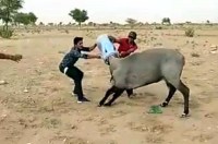 neelgay's head trapped in drum when drink water