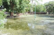 rain water