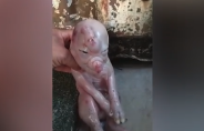 pig