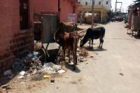 Pile of waste deposited on VIP Road at ramdevra