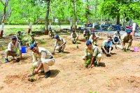 patrika Harit Pradesh campaign in panna madhya pradesh news in hindi