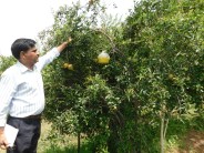 Ferro mrone tape does not take root in fruit