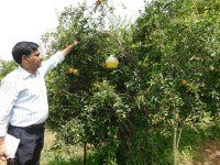 Ferro mrone tape does not take root in fruit