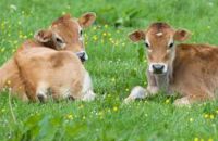 Cow
