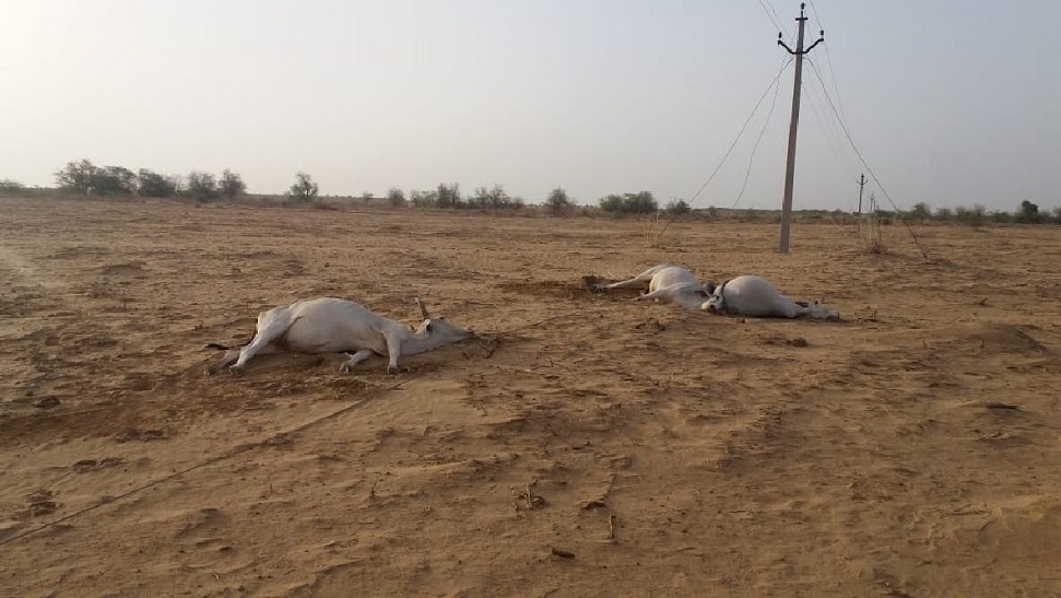 8 animals died due to electric current