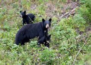 Bears