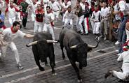 bull 