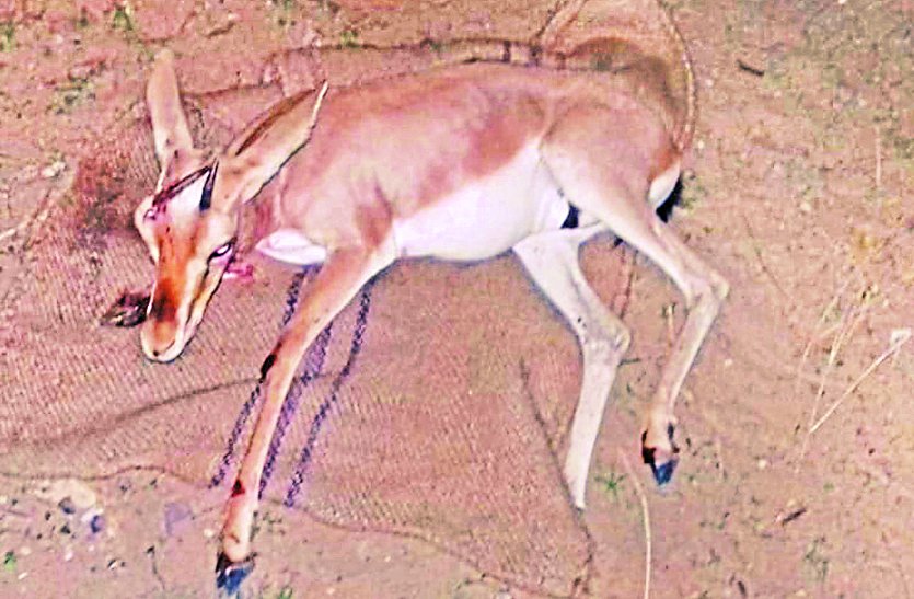 Electric wire broken, 2 cows and 8 wildlife deaths